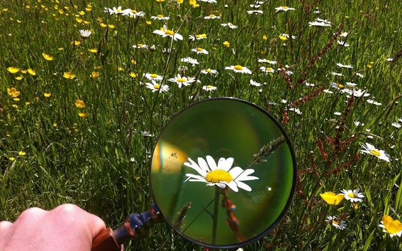 Lupe, die auf eine Blumenwiese gerichtet ist. Eine Blume ist vergrößert.