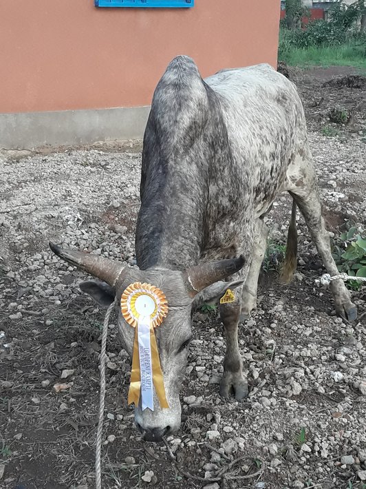 Bull with award as decoration between his horns