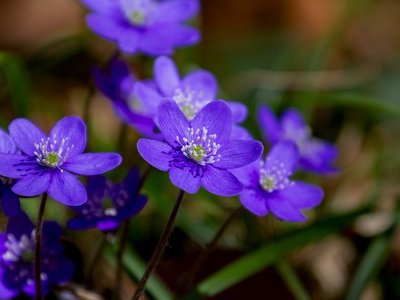 Violette Frühlingsblumen