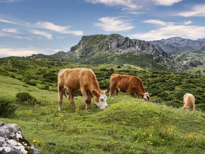 Kühe auf einer Weide dahinter Berge