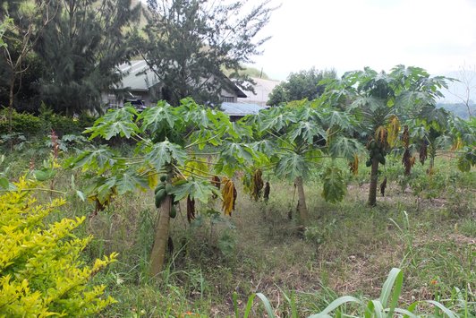 Green landscape with some fruit-bearing trees and a house in the background