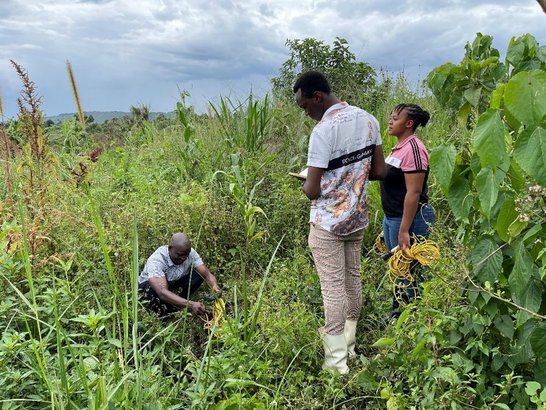 Three people standing in a heavily overgrown meadow and taking soil samples.