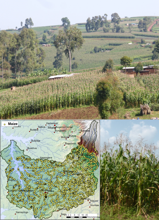 Montage with three pictures: one shows a Kenyian  map, one a cornfield and one corn in detail