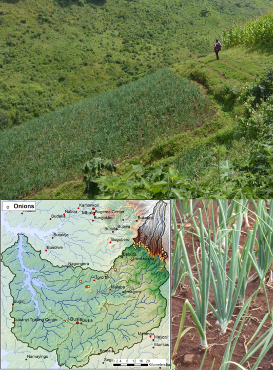 Montage with three pictures: one shows a map of the region, one a onion field and one onion in detail