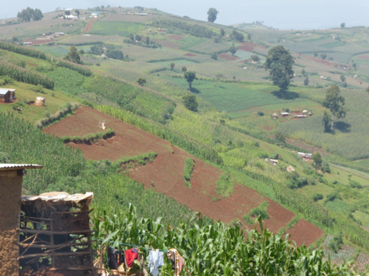 View from above on Napier grass fields