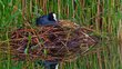 Vogel im Nest