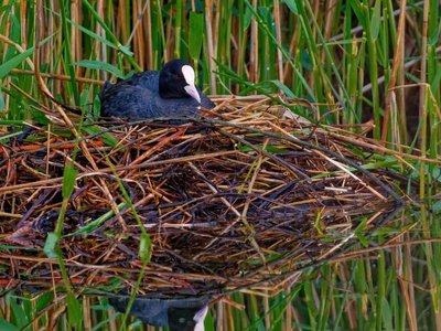 Vogel im Nest