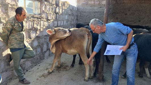 Two men standing in a stable with many black and one beige calf looking at them