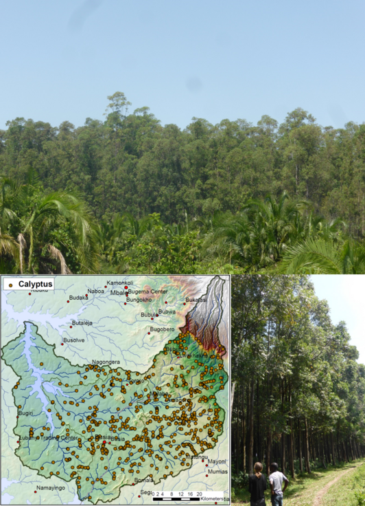 Montage with three pictures: one shows a Kenyan map, two plantations of eucalyptus