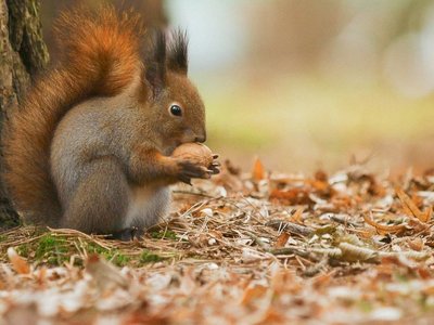 Eichhörnchen mit Nuss