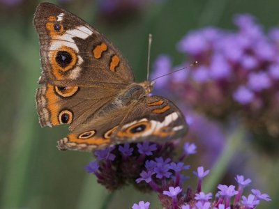 braun-oranger Schmetterling auf violetten Blumen