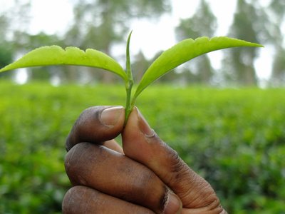 The picture is a close-up of a hand holding green leaves. The green background is blurred.