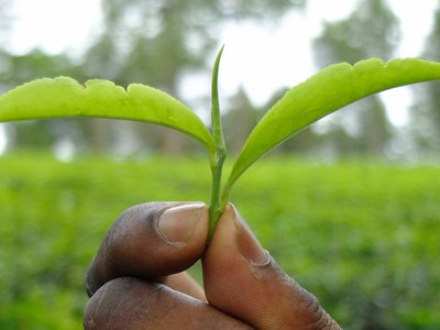 The picture is a close-up of a hand holding green leaves. The green background is blurred.