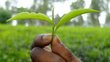 The picture is a close-up of a hand holding green leaves. The green background is blurred.