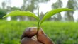 The picture is a close-up of a hand holding green leaves. The green background is blurred.