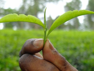 The picture is a close-up of a hand holding green leaves. The green background is blurred.