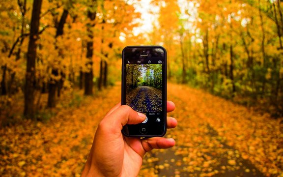 Smartphone mit Wald im Hintergrund