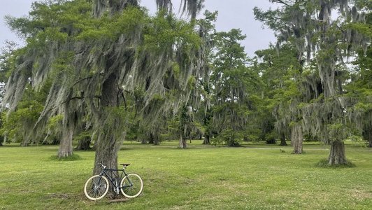 Naturerlebnis New Orleans: Mit Spanish Moss bedeckte Bäume im City Park 