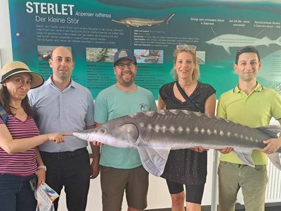 The project team (2 women, 3 men) stands in front of a large information sign about the small sturgeon