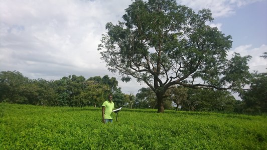 Man in field