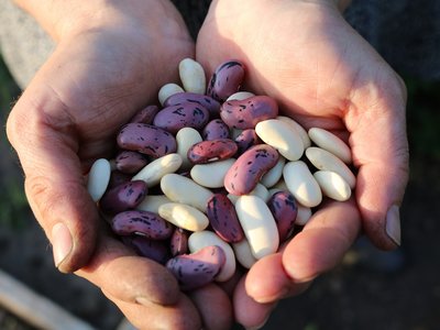 Two hands holding a pile of beans.