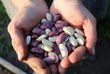 Two hands holding a pile of beans.