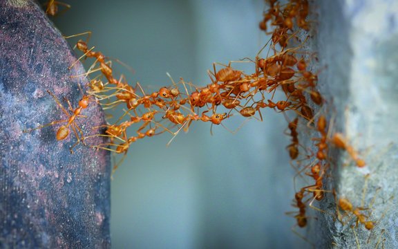 Ameisen bilden eine Brücke zwischen zwei Steinen
