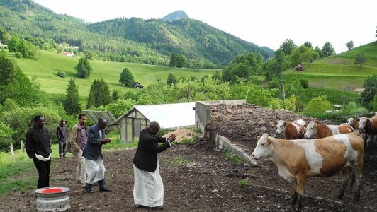 Group of man looking at some cows, one of them is taking pictures of the cows