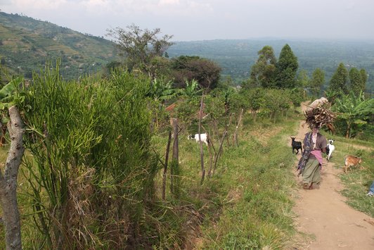 A woman carrying wood on her head and some goats grazing in green hilly surronding