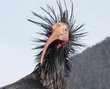 Portrait of a northern bald ibis