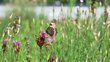 Schmetterling auf Blüte