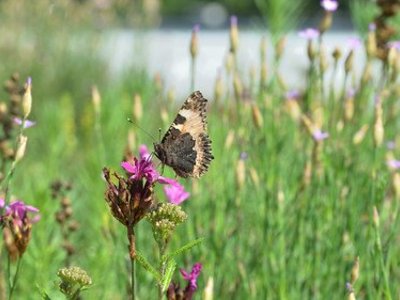 Schmetterling auf Blüte