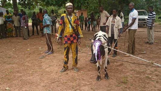 man with cow