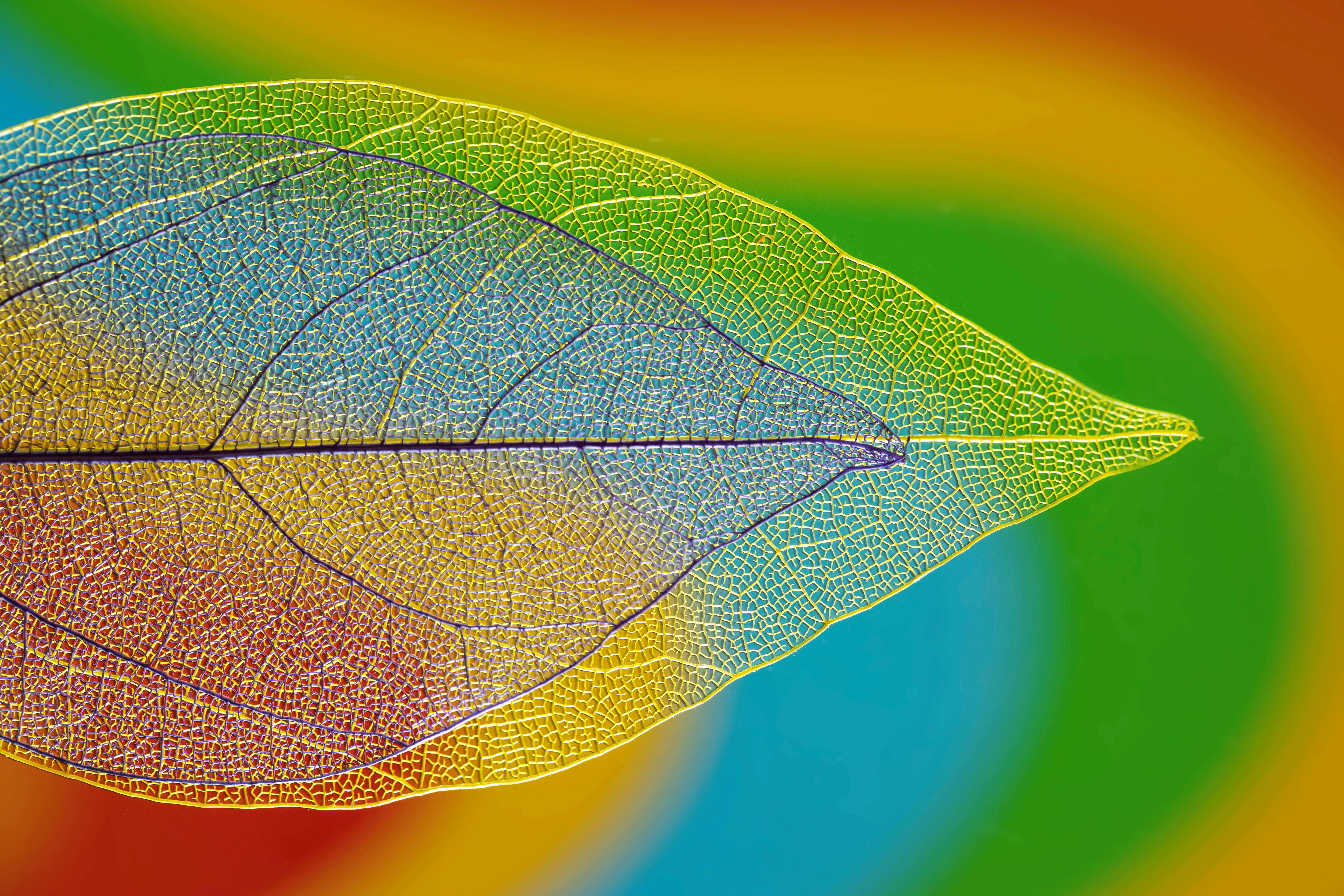  Two leaf skeletons directly above each other. The larger leaf skeleton is yellow and the smaller one is dark purple. The background consists of several curved lines of different colors.