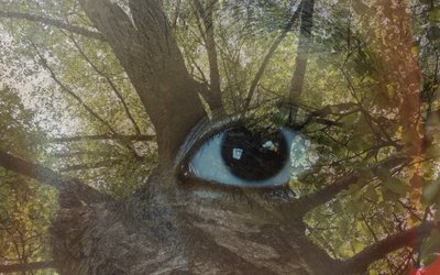 Collage auf der ein Auge und ein Baum zu sehen sind. 