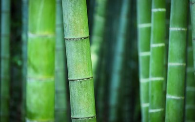 Grüne Bambusäste