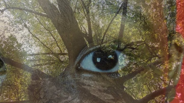 Auge vor einem Baum