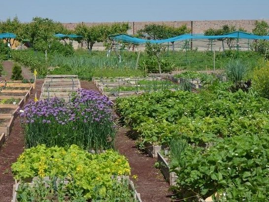Garden with various vegetable patches and flower beds and trees in the background