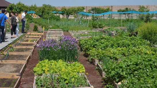 Garden with various vegetable patches and flower beds and trees in the background