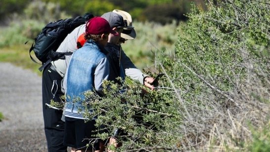 Forschende und Schülerinnen und Schüler erforschen eine Hecke