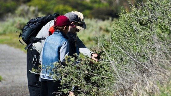 Forschende und Schülerinnen und Schüler erforschen eine Hecke