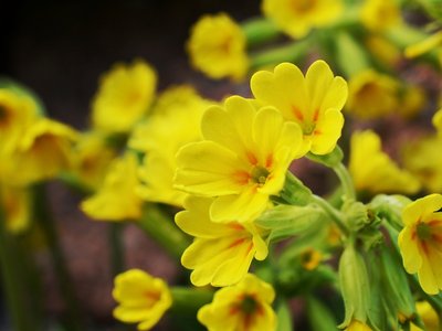 Echte Schlüsselblume