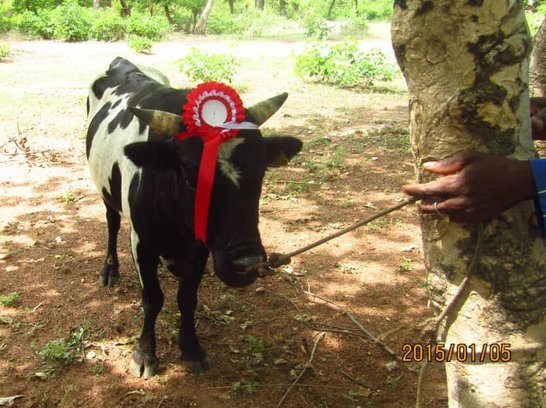 Bull with red decoration between his horns is tied to a tree.