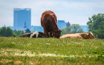 Kühe auf einer Weide, dahinter Stadt