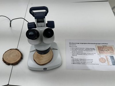 Mikroskop und Baumscheiben