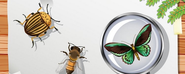 Käfer, Lupe, Schmetterling, Blatt Papier 