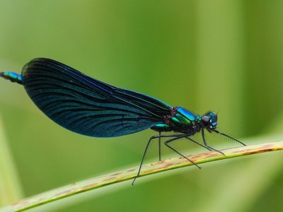 Libelle auf Grashalm