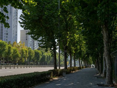 Eine von Bäume gesäumte Stadtstraße