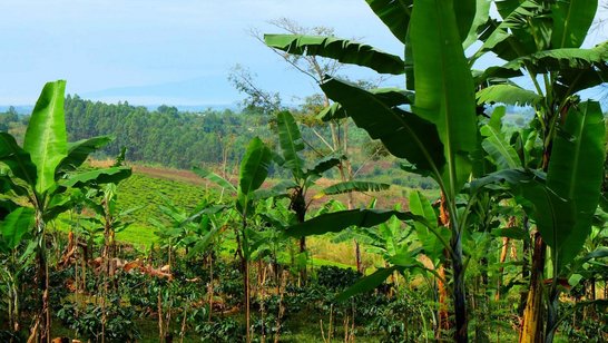 Landscape in Uganda