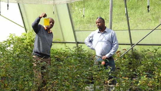 Scientists at work at Mountains of the Moon University Uganda